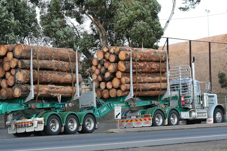 A semi-trailer truck carries newly felled logs along a country road