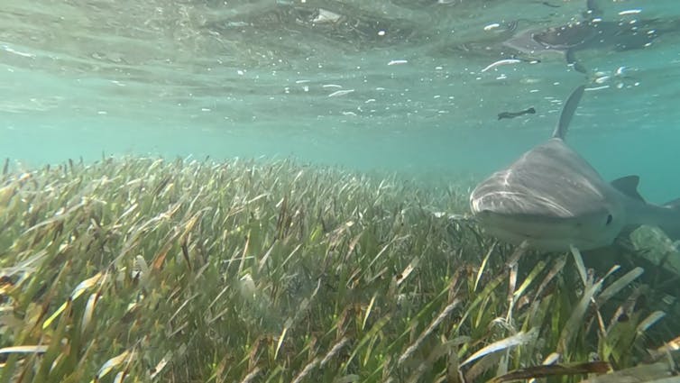 A gray bull shark almost blends in with the seagrass.