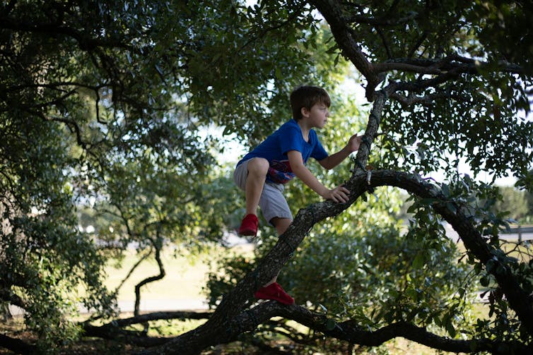 The boy climbs a tree