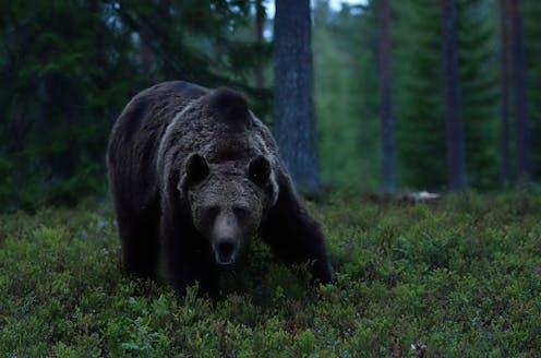 Why women would prefer to be alone in the woods with a bear than a man