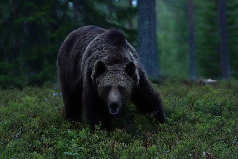 A large and menacing looking bear faces the camera at dusk in a forest