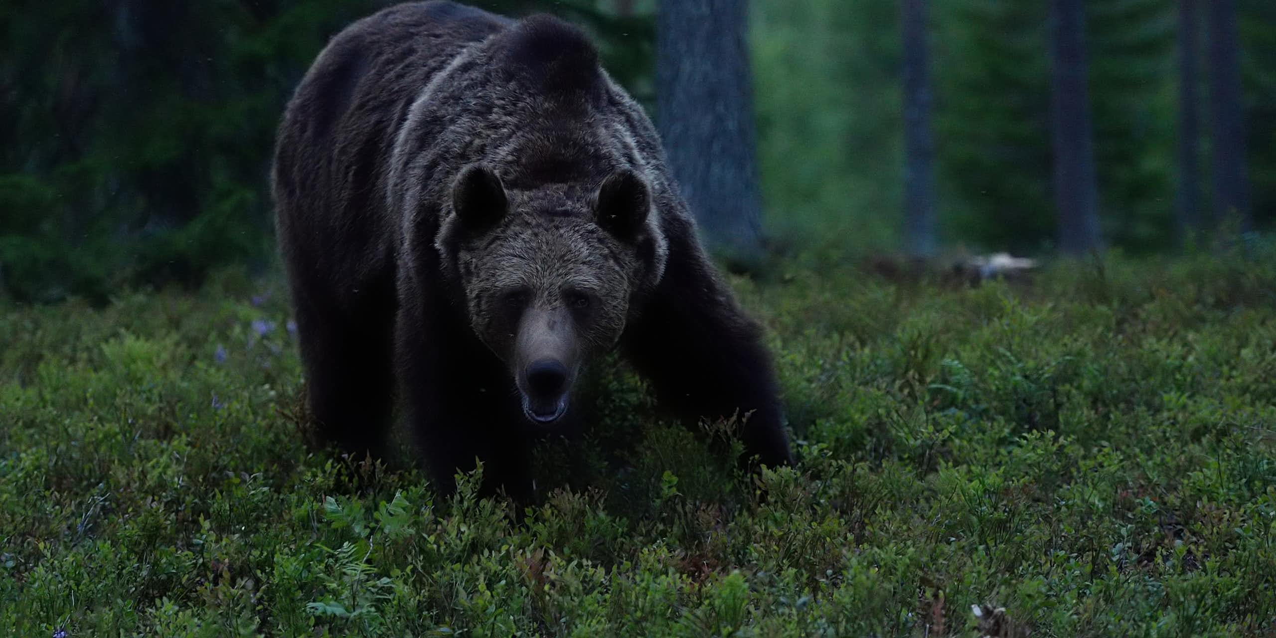 A large and menacing looking bear faces the camera at dusk in a forest