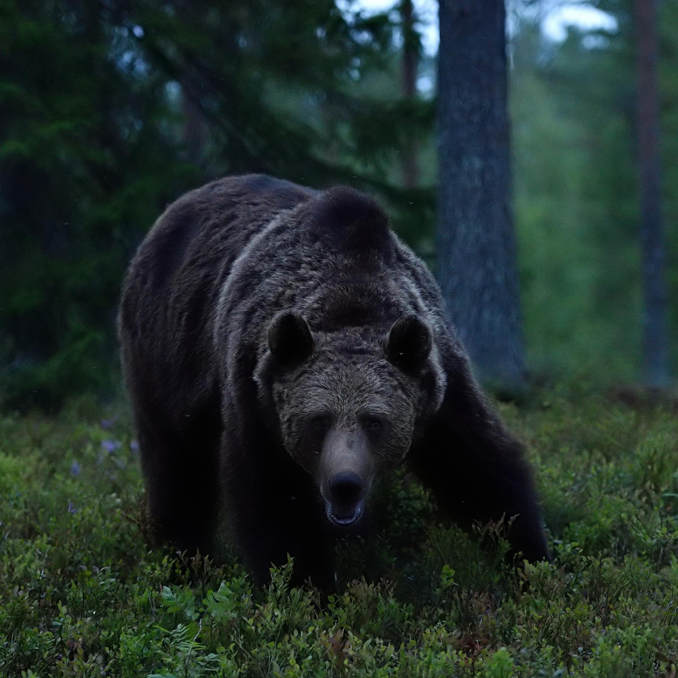 A large and menacing looking bear faces the camera at dusk in a forest