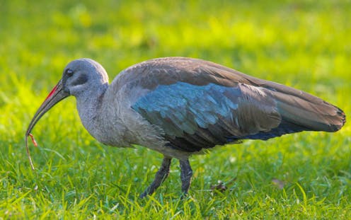 Hadeda ibises’ ‘sixth sense’ works best in wet soil:  new research is a wake-up call for survival of wading birds with this superpower