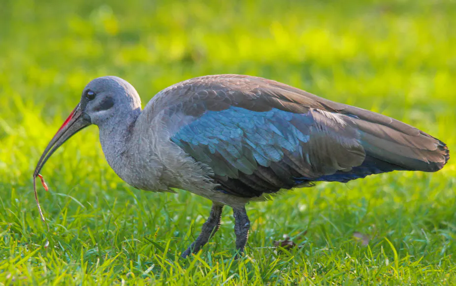 Hade Da Hadeda ibises’ ‘sixth sense’ works best in wet soil: new research is a ...