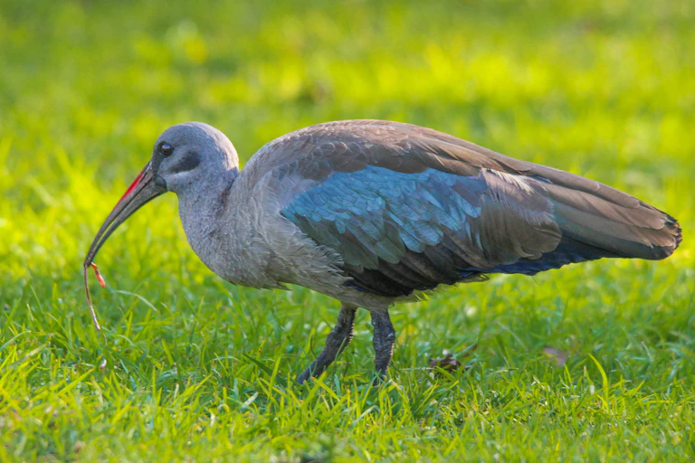 Hadeda ibis carrying captured earthworm in beak