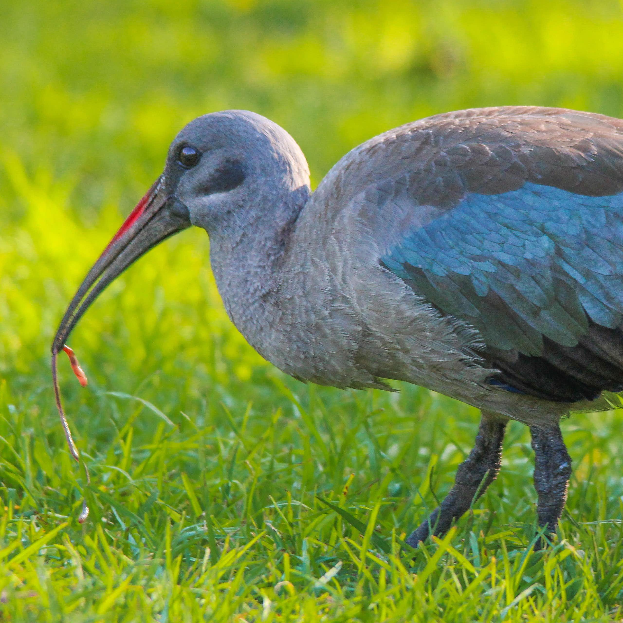 Hadeda ibis carrying captured earthworm in beak