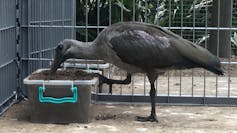 Hadeda ibis probes its beak into soil-filled plastic container
