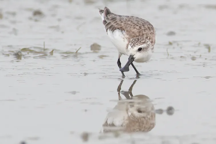 Spoon-billed sandpiper standing in wet sand