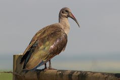 Hadeda ibis stands on wooden fence