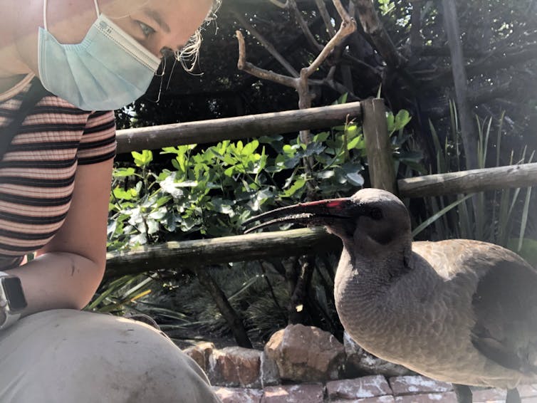 Woman and hadeda ibis looking at each other