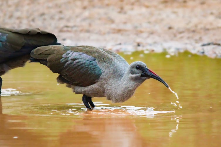 Hadeda ibis drinks water from a puddle