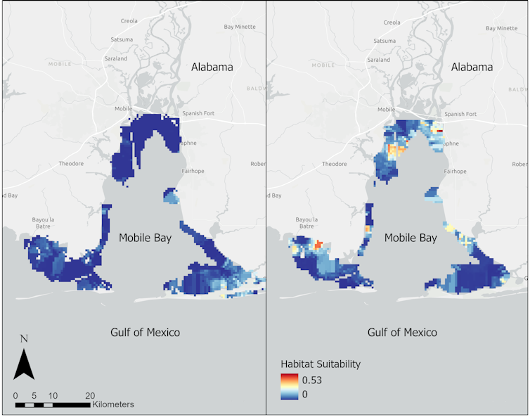 Two maps of Mobile Bay show a significant rise in suitability for bull sharks, particularly along the northern edge.