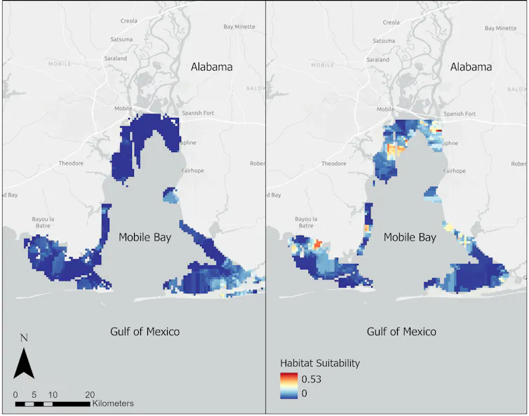 Two maps of Mobile Bay show a significant rise in suitability for bull sharks, particularly along the northern edge.