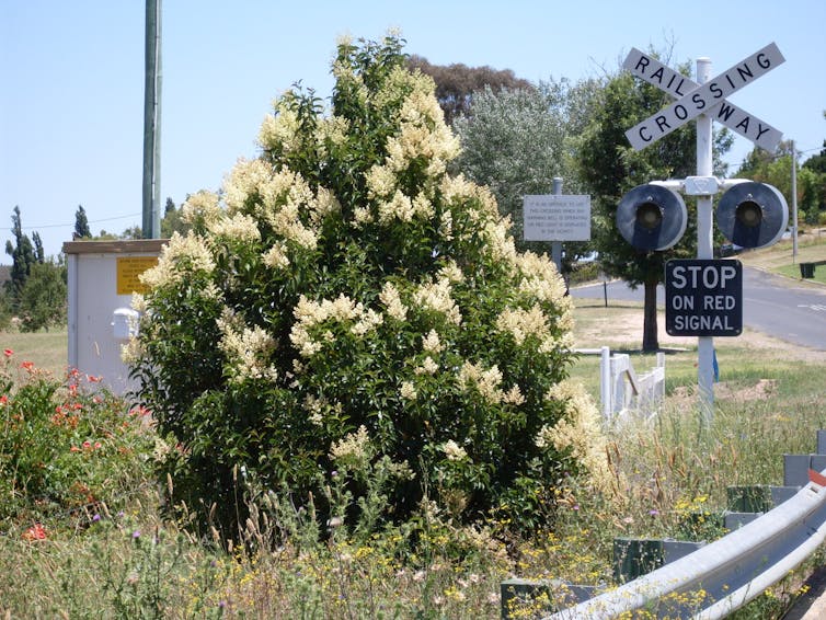 privet bush