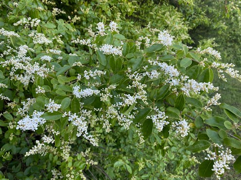 This group rid one Australian river of its privet problem – and strengthened community along the way