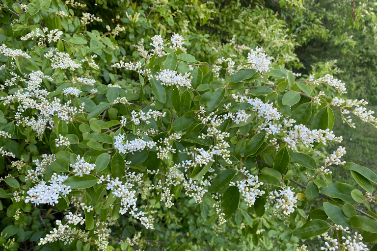privet bush