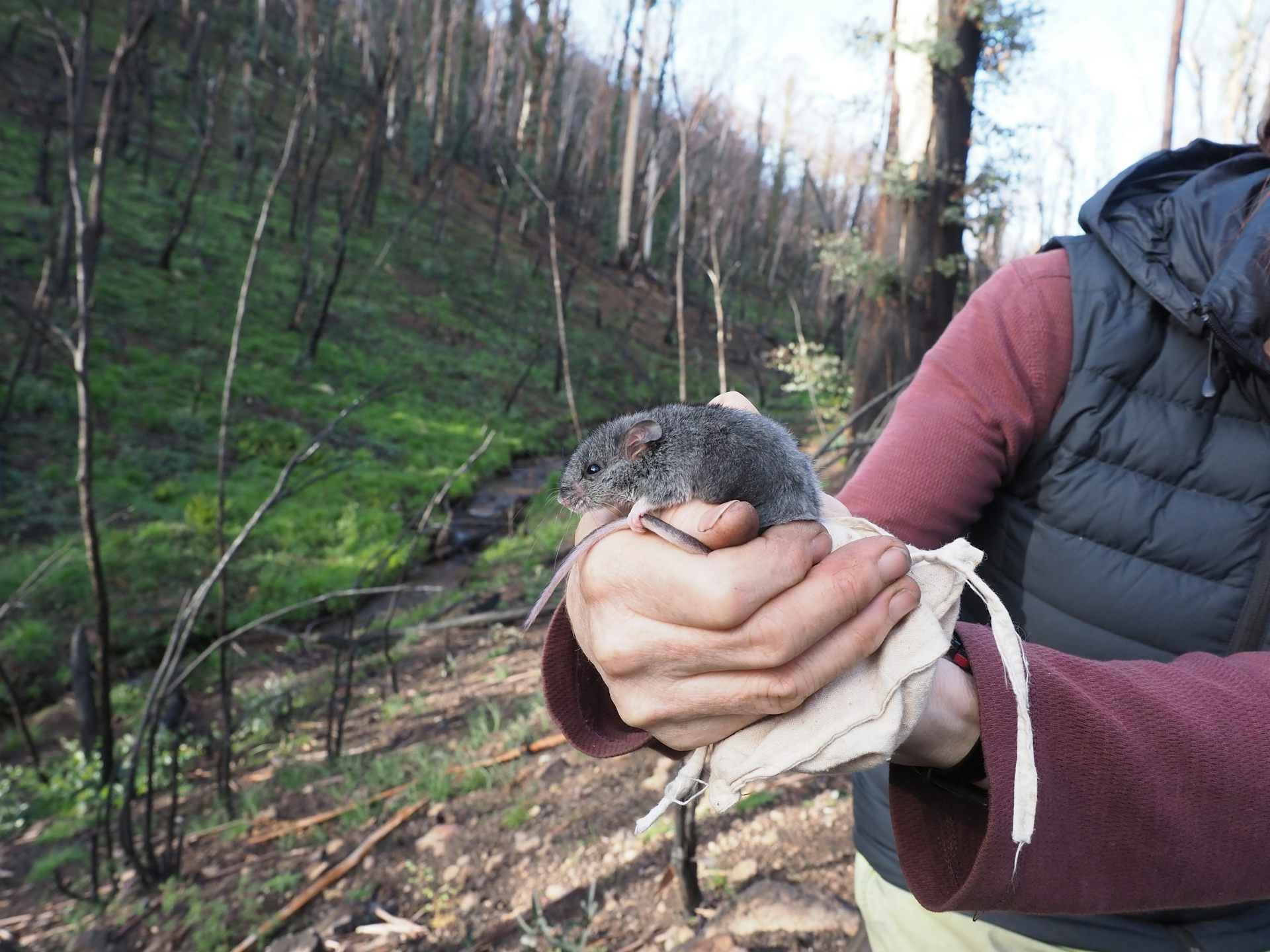 A smoky mouse is held by a researcher with a burnt forest in the background