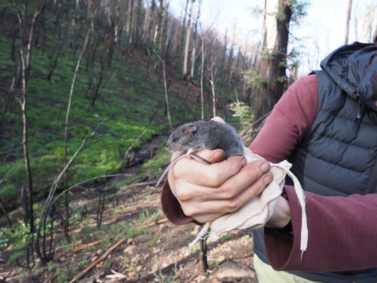 A smoky mouse is held by a researcher with a burnt forest in the background