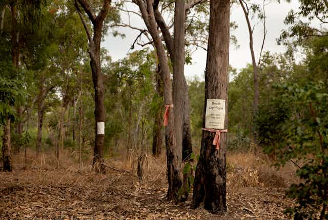 Signs bearing the words 'Death Certificate' on eucalyptus trees to be cleared on native bushland