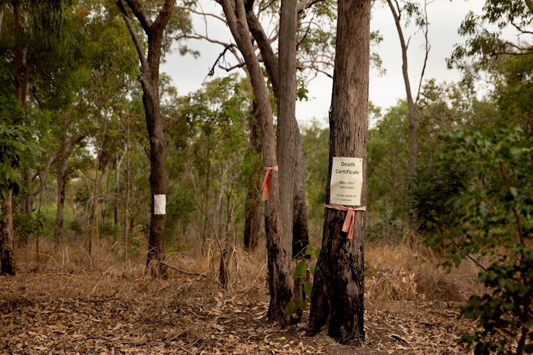 Signs bearing the words 'Death Certificate' on eucalyptus trees to be cleared on native bushland