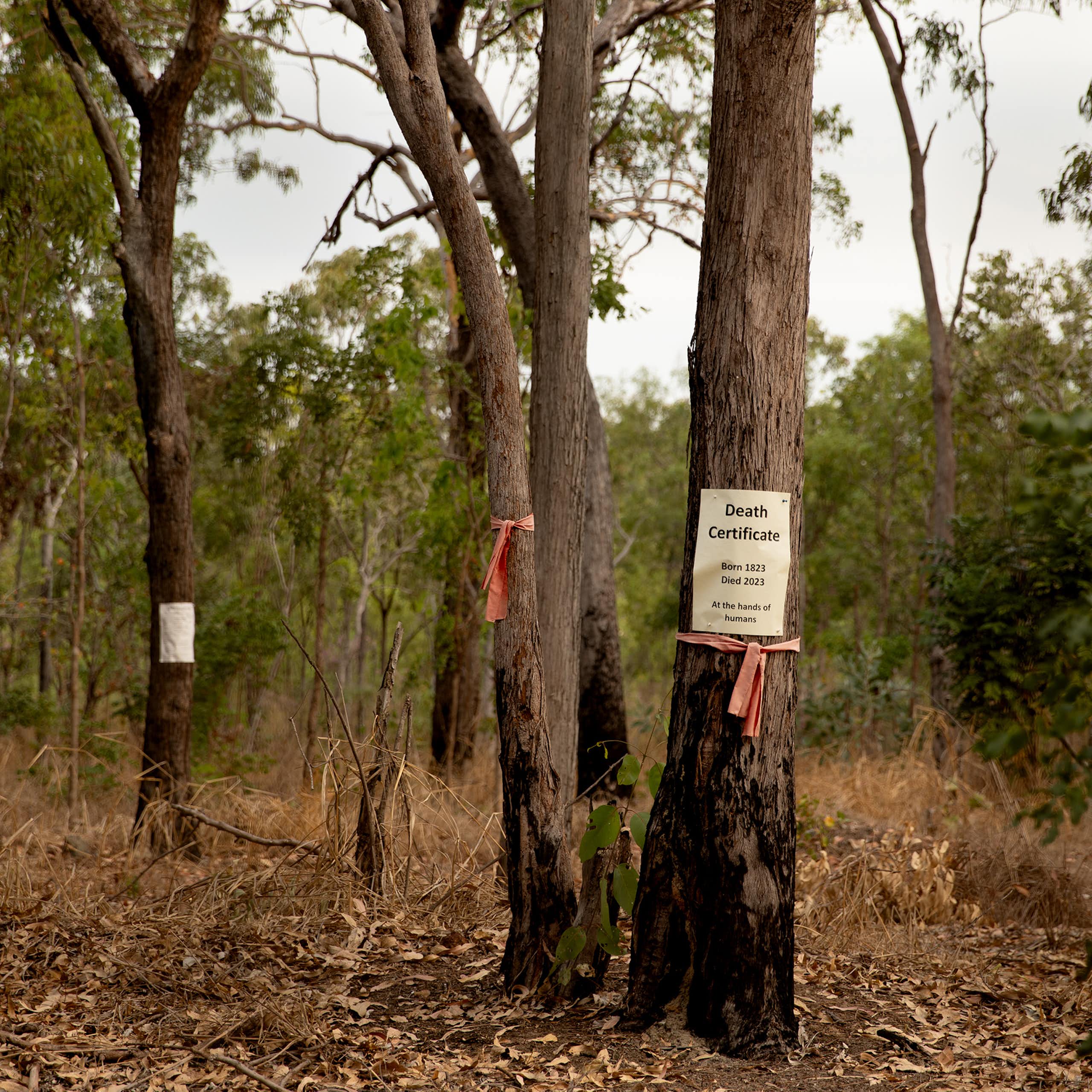 Signs bearing the words 'Death Certificate' on eucalyptus trees to be cleared on native bushland