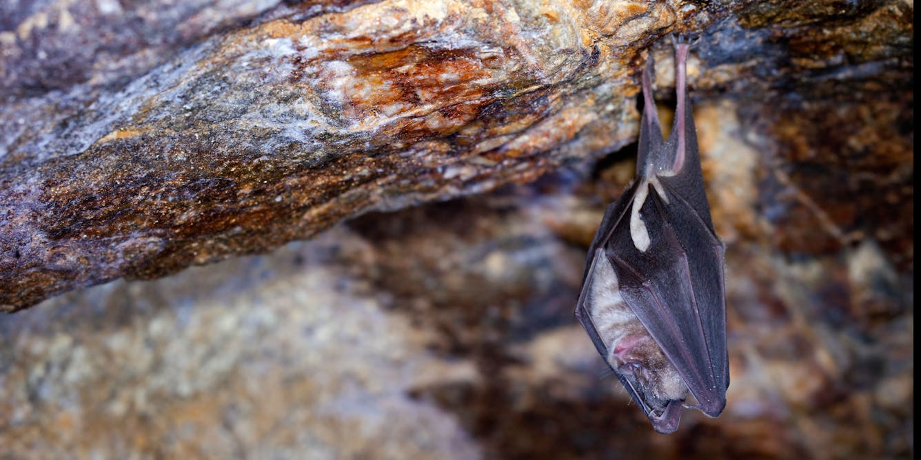 Maths makes finding bat roosts much easier, our research shows