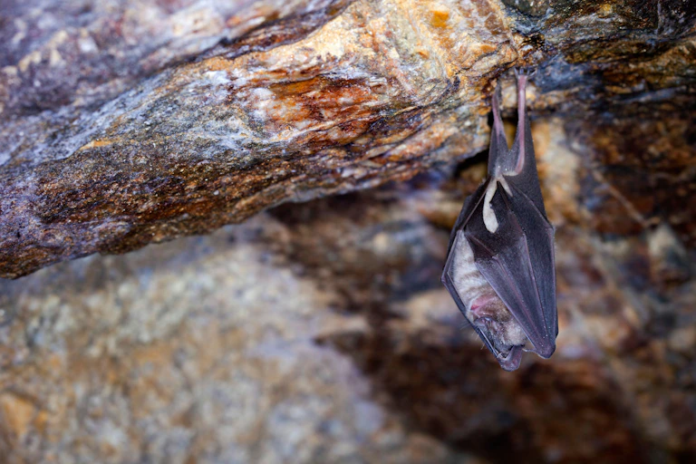 A bat hangs upside down in a cave.