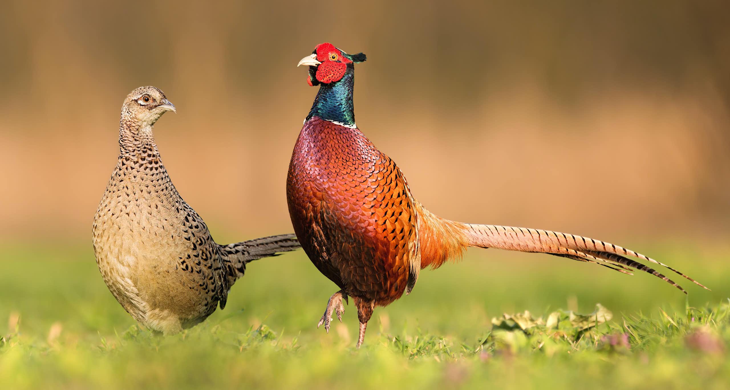 Por que os machos e as fêmeas da maioria das espécies de aves têm tamanhos diferentes?