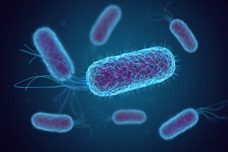 A digital drawing of _Escherichia coli_, depicting what the bacteria would look like under a microscope.