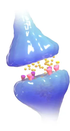 3D model of a synapse