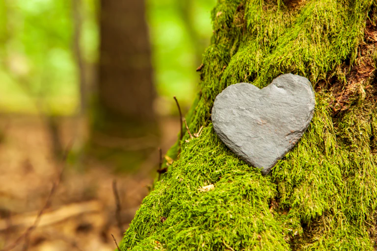 shot of mossy tree trunk in foreground on right with grey heart shaped stone resting on it, blurry woodland background to left side