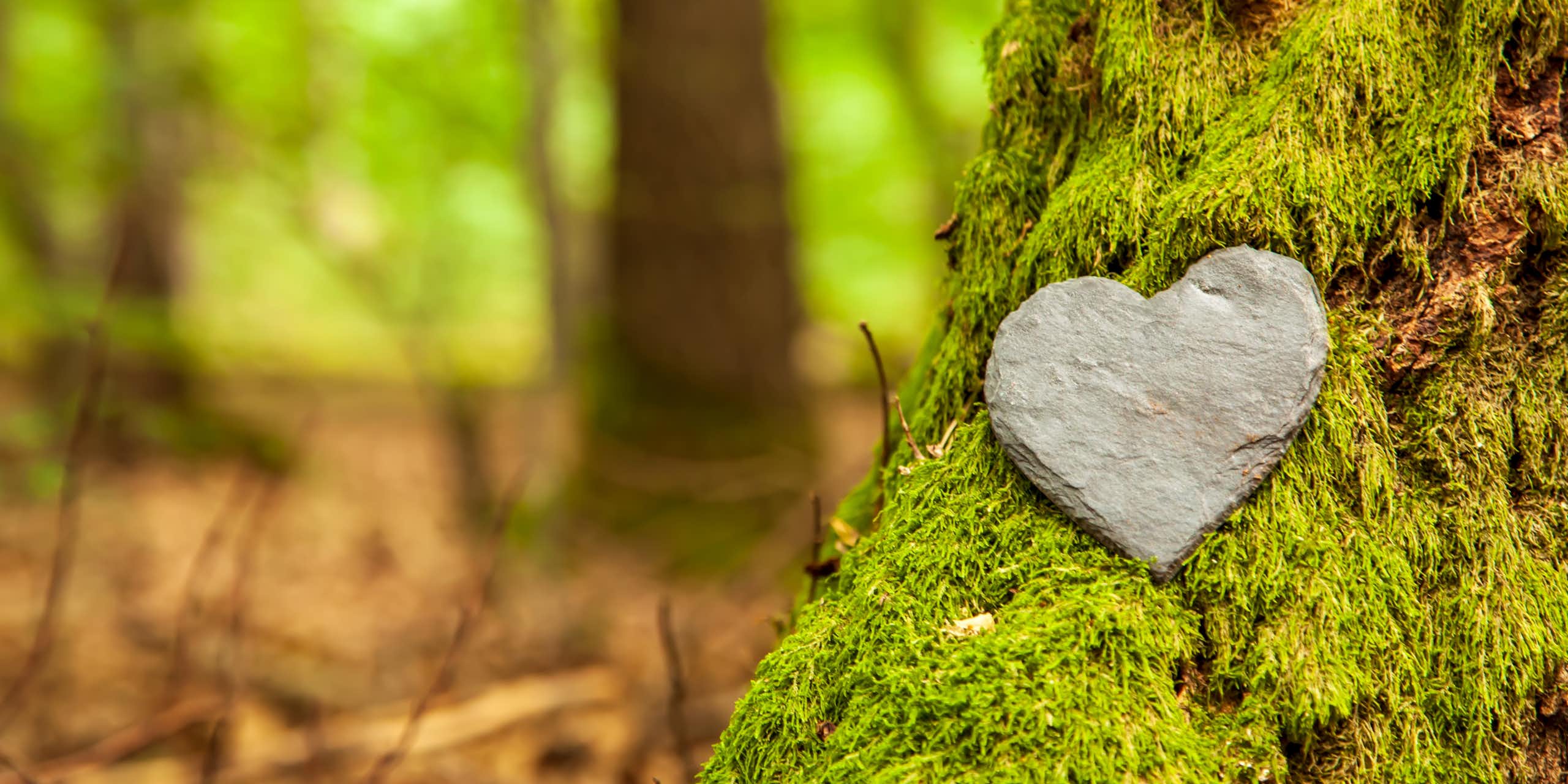shot of mossy tree trunk in foreground on right with grey heart shaped stone resting on it, blurry woodland background to left side