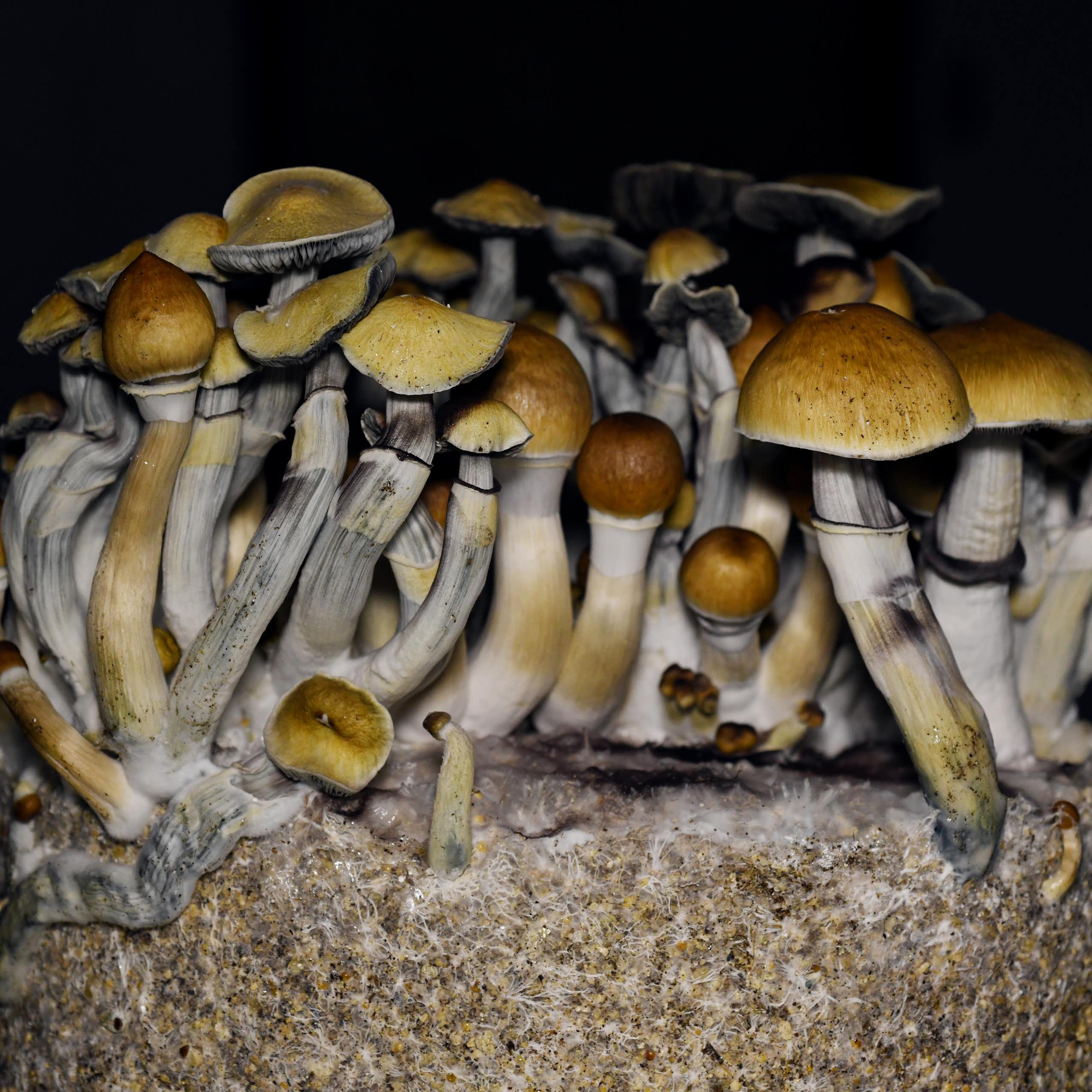 A batch of long, slender "magic mushrooms" set against a black background
