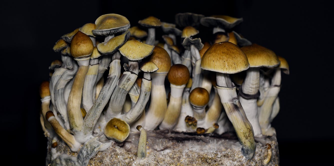 Calls to US poison centers spiked after ‘magic mushrooms’ were decriminalized
