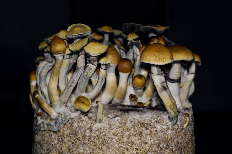 A batch of long, slender "magic mushrooms" set against a black background