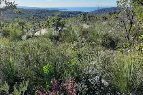 Only 10% of native plants can be bought as seed – a big problem for nature repair. Here’s how we can make plantings more diverse