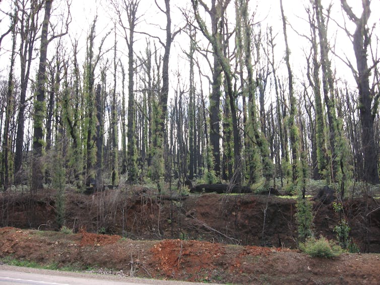 Bark can help some trees sprout new growth after a fire.