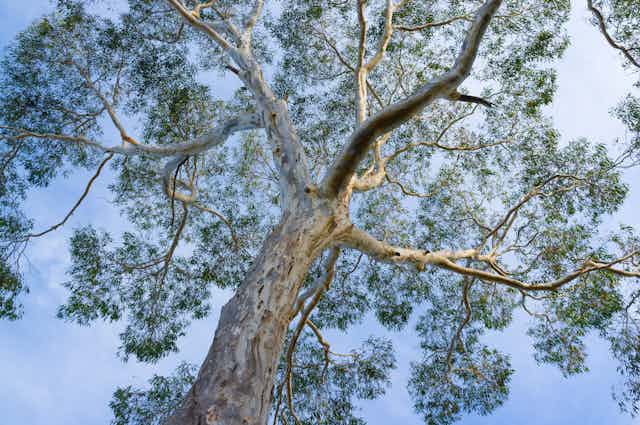 A big gum tree is set against a blue sky, displaying it's beautiful bark.