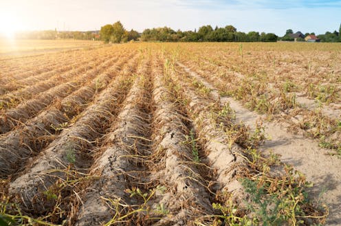 Heat is coming for our crops. We have to make them ready