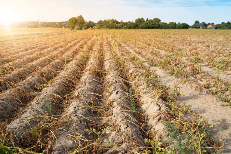 dead crops