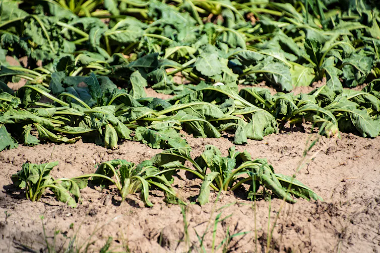 wilted potato plants