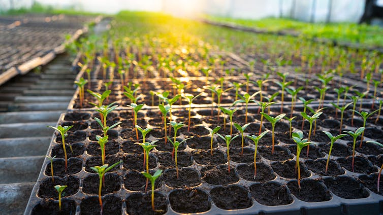 seedlings