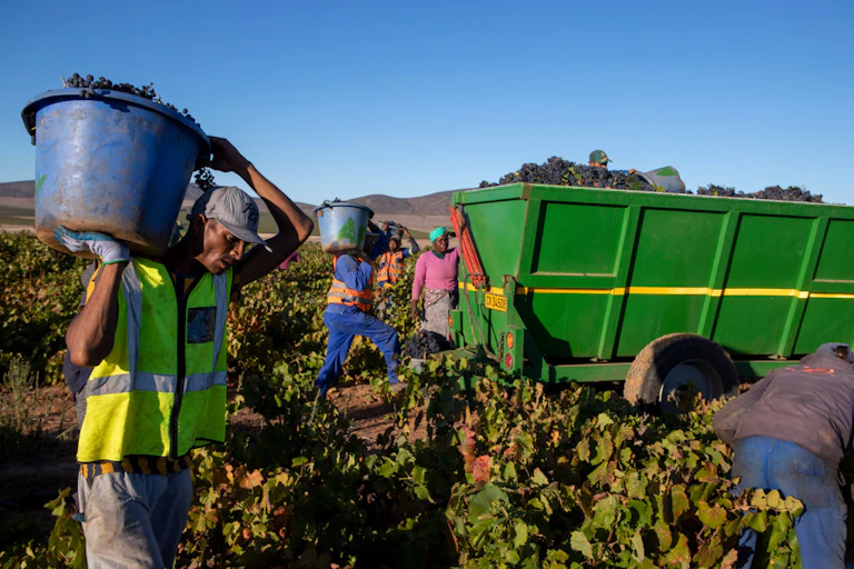 People carry buckets of grapes to a truck in a vineyard.