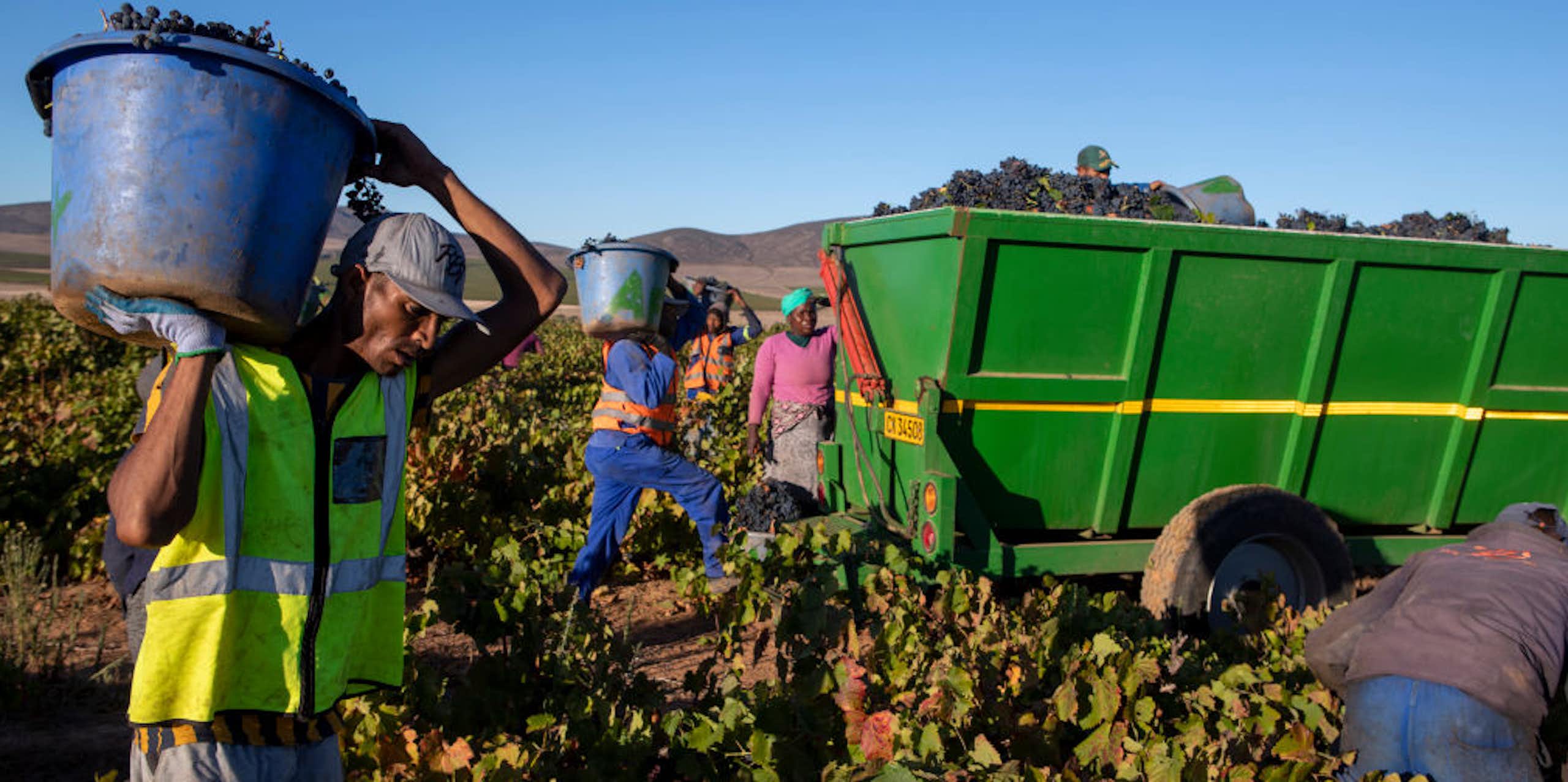 People carry buckets of grapes to a truck in a vineyard.