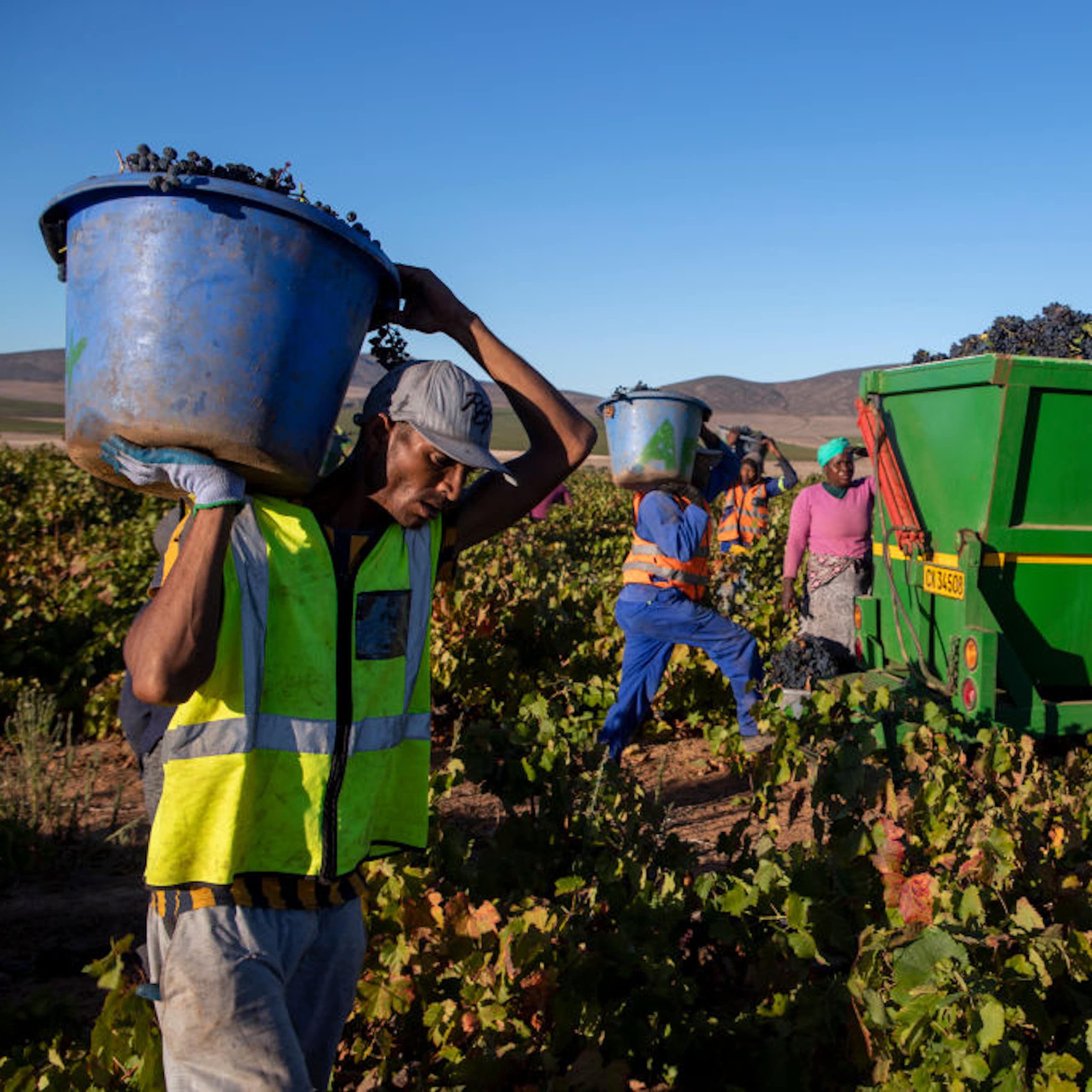 People carry buckets of grapes to a truck in a vineyard.
