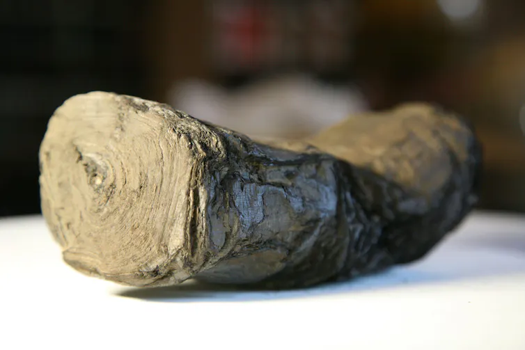Um pergaminho de papiro carbonizado da Villa dei Papyri