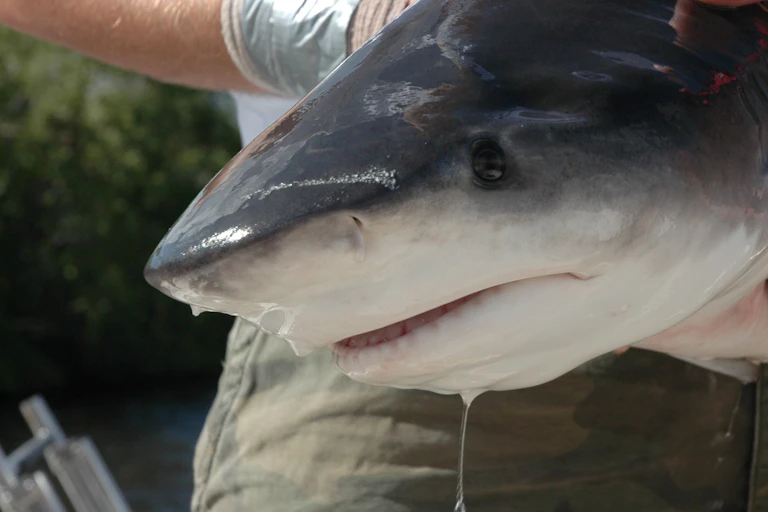 A man's arms hold a young bull shark, about the size of a rugby ball and still dripping water.