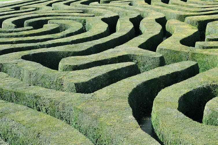 An overview of a labyrinth of passages between bushes.