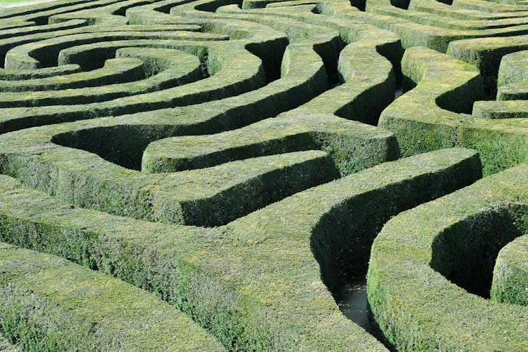 An overview of a maze of passages between shrubs.